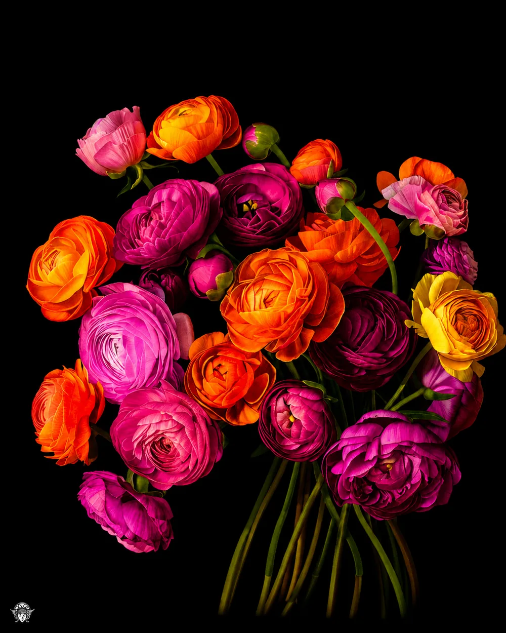 Flowers folio