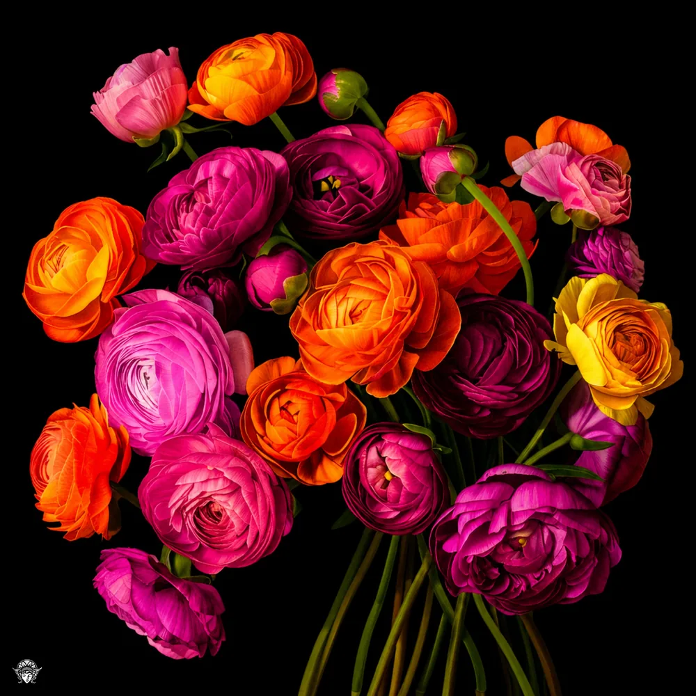 Flowers folio